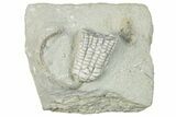 Fossil Crinoid (Sarocrinus) - Crawfordsville, Indiana #291760-1